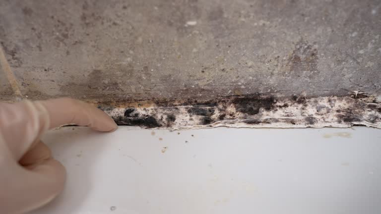 Best Residential Mold Inspection & Testing  in Lincoln, CA